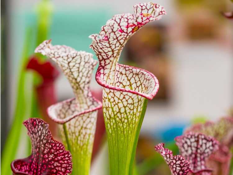 You are currently viewing Dormance des plantes à sarracénie : soins des plantes à sarrasin pendant l'hiver