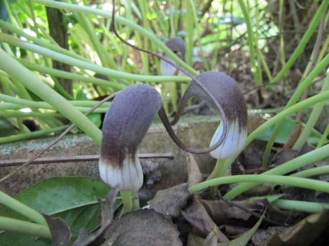 You are currently viewing Entretien des plantes de souris : comment faire pousser des plantes à queue de souris