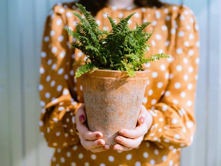 Lire la suite à propos de l’article Plantes Passalong à partager avec des amis et des voisins