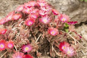 Lire la suite à propos de l’article Variétés populaires d'Anacampseros – Conseils pour cultiver des plantes d'Anacampseros