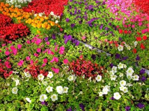 Lire la suite à propos de l’article Conception de jardin annuel : créer un chef-d’œuvre de jardin avec des plantes annuelles