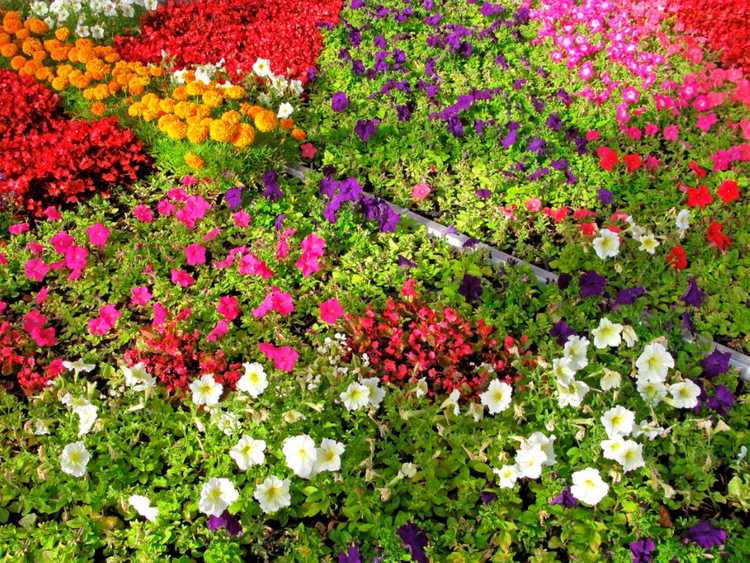 Lire la suite à propos de l’article Conception de jardin annuel : créer un chef-d’œuvre de jardin avec des plantes annuelles