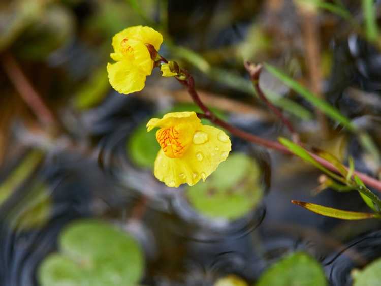 You are currently viewing Plantes Utricularia : En savoir plus sur la gestion et la culture des utriculaires