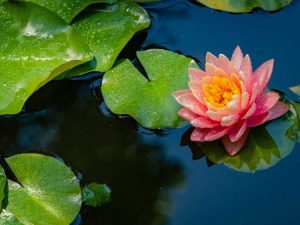 Lire la suite à propos de l’article Plantes aquatiques en plein soleil – Plantes d'étang flottantes en plein soleil