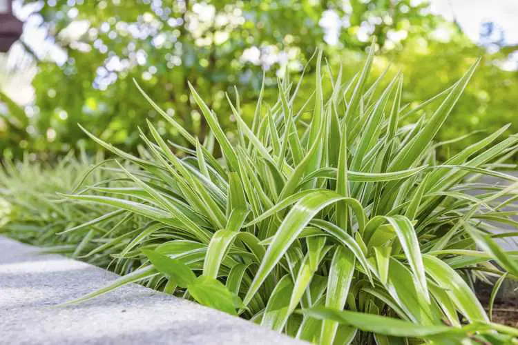 You are currently viewing Couvre-sol de plantes araignées à l'extérieur: cultiver des plantes araignées comme couvre-sol