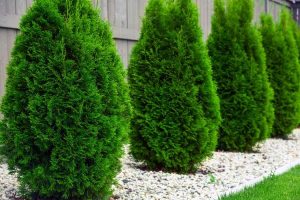 Lire la suite à propos de l’article Variétés de plantes Arborvitae : Apprendre à connaître les différents types d'Arborvitae