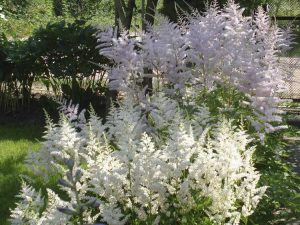 Lire la suite à propos de l’article Meilleures variétés d'Astilbe – Types d'Astilbe bons pour la plantation dans les jardins