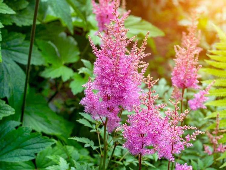 Lire la suite à propos de l’article Astilbe cultivé en pot – Conseils pour cultiver l'astilbe en pots