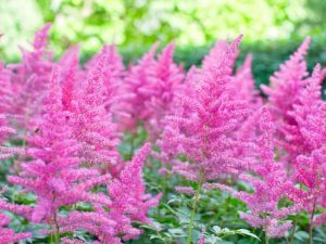 Lire la suite à propos de l’article Comment faire pousser des Astilbes : planter et entretenir les plantes d'Astilbe