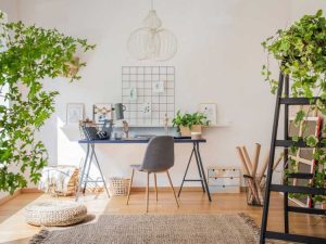 Lire la suite à propos de l’article Plantes de bureau à domicile – Cultiver des plantes d’intérieur pour les espaces de bureau à domicile