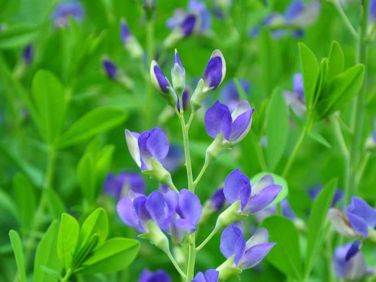 You are currently viewing Transplantation de plantes Baptisia: conseils pour déplacer une plante Baptisia