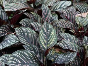 Lire la suite à propos de l’article Variétés de Calathea – Découvrez les différentes plantes de Calathea