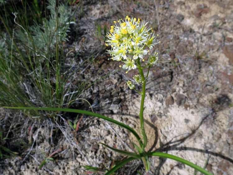 You are currently viewing Informations sur les plantes Death Camas : Conseils pour identifier les plantes Death Camas