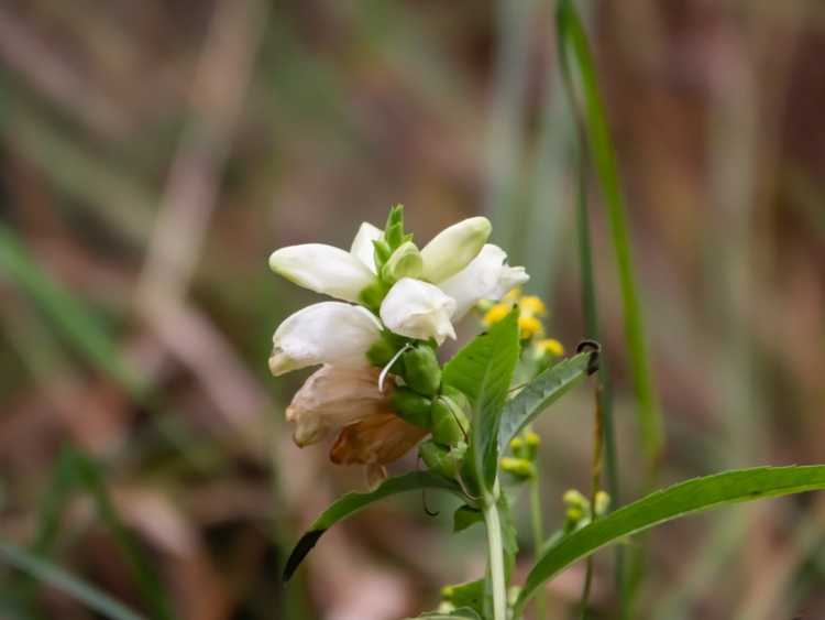 You are currently viewing Fleurs de Turtlehead – Informations pour la culture de plantes de Turtlehead Chelone