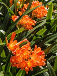 Lire la suite à propos de l’article Quel est le problème avec ma Clivia : diagnostiquer les problèmes avec les plantes Clivia