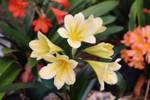 Lire la suite à propos de l’article Changement de couleur Clivia : raisons pour lesquelles les plantes Clivia changent de couleur