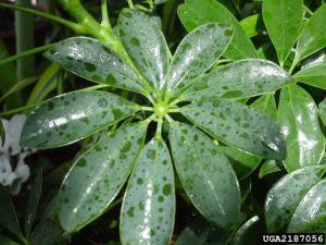 Lire la suite à propos de l’article Plante Schefflera collante : Pourquoi ma Schefflera est-elle collante