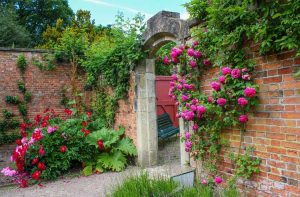 Lire la suite à propos de l’article Jardinage près de la brique : plantes pour maisons et murs en brique