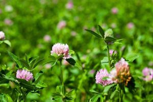 Lire la suite à propos de l’article Plantes comestibles communes : découvrez les plantes comestibles qui poussent à l'état sauvage