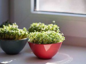 Lire la suite à propos de l’article Plantes d'intérieur comestibles – Les meilleurs produits comestibles à cultiver à l'intérieur