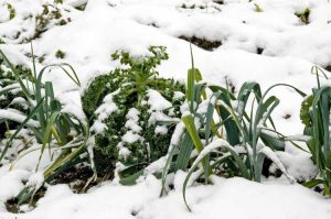 Lire la suite à propos de l’article Jardinage de saison fraîche : guide pour cultiver des légumes d'hiver