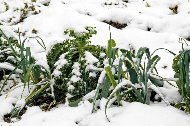 You are currently viewing Jardinage de saison fraîche : guide pour cultiver des légumes d'hiver