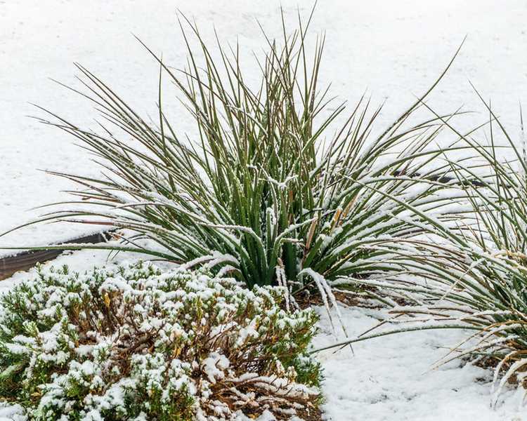 Lire la suite à propos de l’article Conception de jardin d'hiver : comment faire pousser un jardin d'hiver