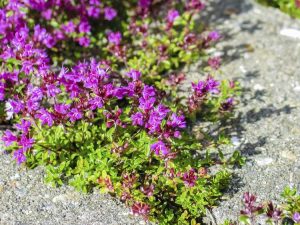 Lire la suite à propos de l’article Meilleurs couvre-sol tolérants à la sécheresse : plantes couvre-sol aimant la chaleur pour les jardins