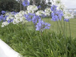 Lire la suite à propos de l’article Soins d'hiver des agapanthes : soins des plantes d'agapanthe en hiver