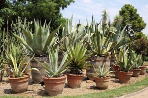 Lire la suite à propos de l’article Entretien de l'agave en pot : conseils pour cultiver des plantes d'agave en pot