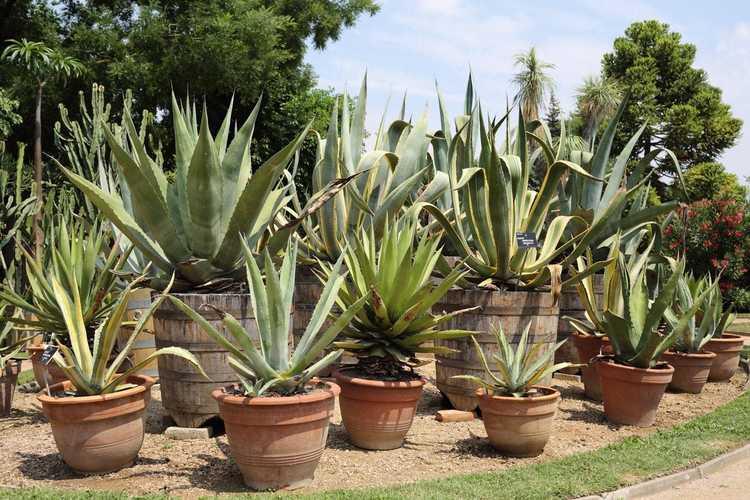 You are currently viewing Entretien de l'agave en pot : conseils pour cultiver des plantes d'agave en pot