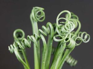 Lire la suite à propos de l’article Culture d'Albuca : Conseils pour prendre soin des plantes d'Albuca