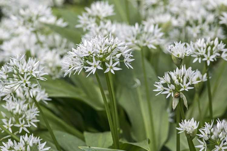 You are currently viewing Contrôler les plantes d'Allium – Comment gérer les oignons à fleurs