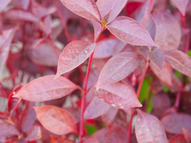 You are currently viewing Entretien du pelage d'Alternanthera Joseph : comment faire pousser des plantes d'Alternanthera