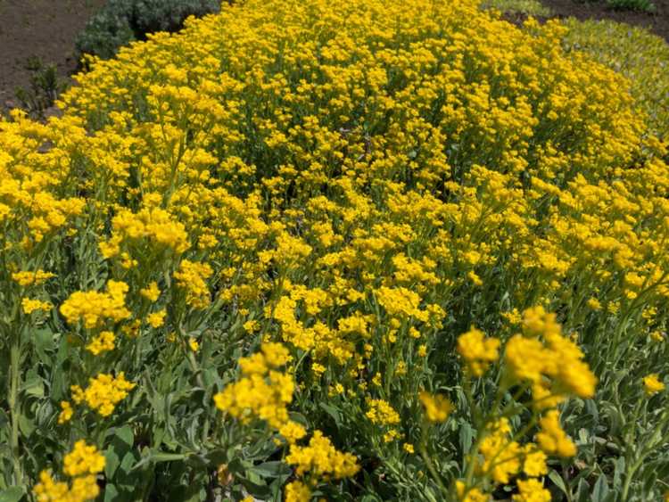 You are currently viewing Comment faire pousser du Mountain Alyssum – Soins et conditions de croissance du Mountain Alyssum