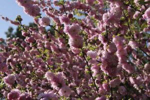 Lire la suite à propos de l’article Taille des amandes en fleurs: comment et quand tailler les plants d'amandiers en fleurs