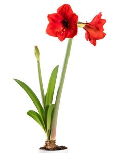 Lire la suite à propos de l’article Nourrir les plantes d'amaryllis – Apprenez comment et quand fertiliser les bulbes d'amaryllis