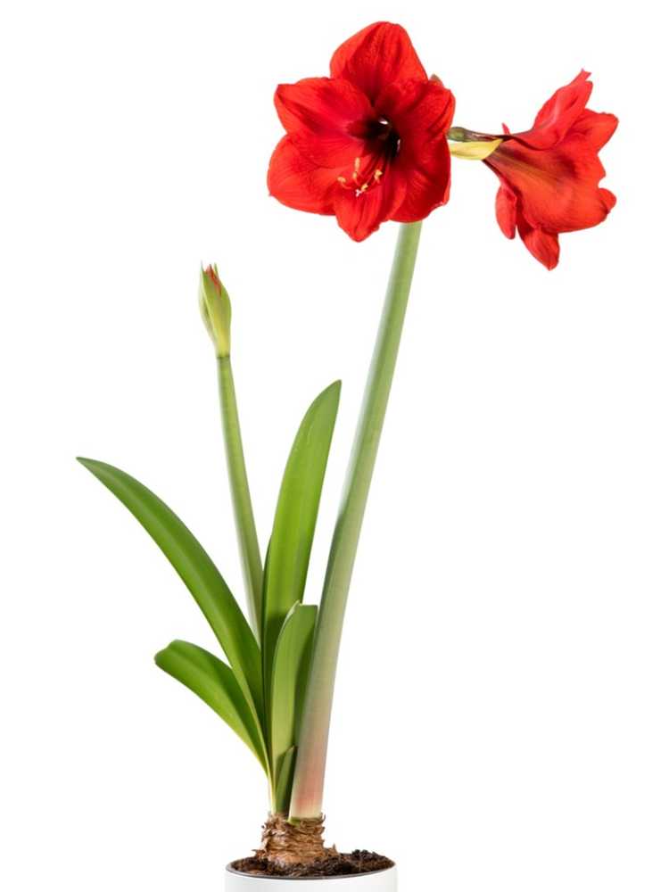 You are currently viewing Nourrir les plantes d'amaryllis – Apprenez comment et quand fertiliser les bulbes d'amaryllis