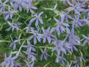 Lire la suite à propos de l’article Entretien des plantes Amsonia : Conseils pour la culture des plantes Amsonia