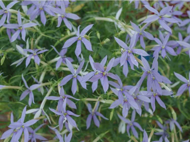 You are currently viewing Entretien des plantes Amsonia : Conseils pour la culture des plantes Amsonia