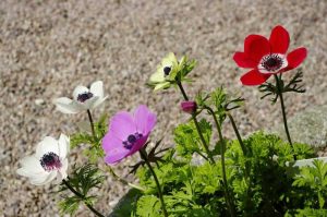 Lire la suite à propos de l’article Variétés d'anémones: différents types de plantes d'anémone