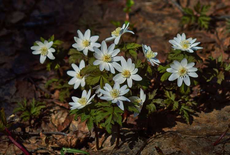 You are currently viewing Cultiver des plantes d'anémone des bois: utilisations de l'anémone des bois dans le jardin