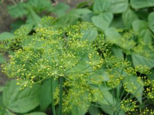 Lire la suite à propos de l’article Conseils sur la façon de cultiver des plantes d'aneth