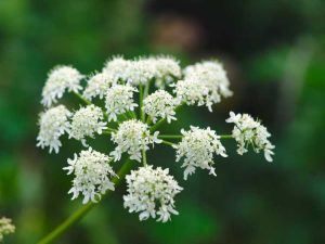 Lire la suite à propos de l’article Propagation de plantes d'angélique : culture de boutures et de graines d'angélique