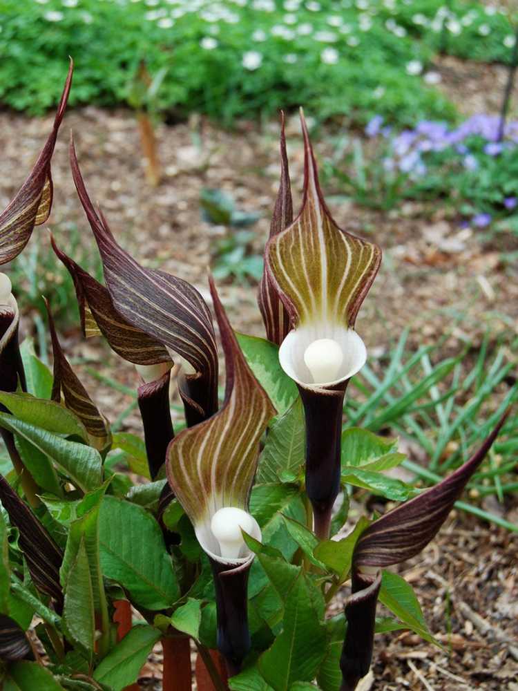 You are currently viewing Plantes d'argile tolérantes à l'ombre : meilleures plantes pour les endroits argileux ombragés