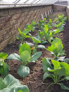 Lire la suite à propos de l’article Cadres froids et gel : découvrez le jardinage d'automne dans un cadre froid