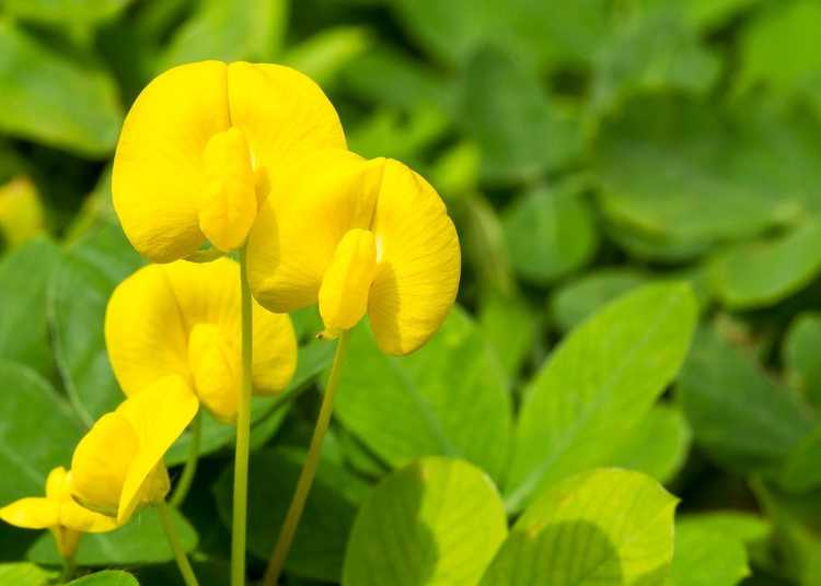 You are currently viewing Plantes d'arachide vivaces – Prendre soin des arachides ornementales dans le jardin