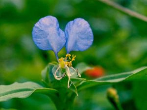 Lire la suite à propos de l’article Contrôler l'araignée tropicale – En savoir plus sur la gestion de l'araignée tropicale envahissante