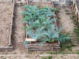 Lire la suite à propos de l’article Soins hivernaux des artichauts : découvrez les plants d'artichauts hivernants