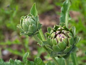 Lire la suite à propos de l’article Artichauts poussant dans votre jardin – Conseils pour cultiver des plants d'artichauts